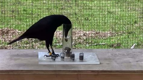 Another amazing video of a Crow solving complex puzzles | Greener Ideal