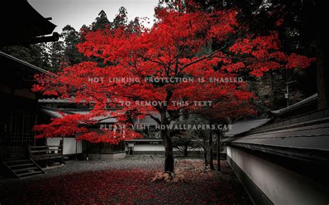 Japan Autumn Wallpapers on WallpaperDog