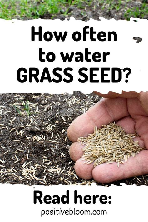 How Often To Water Grass Seed: Useful Tips And Tricks Pinterest | Water ...