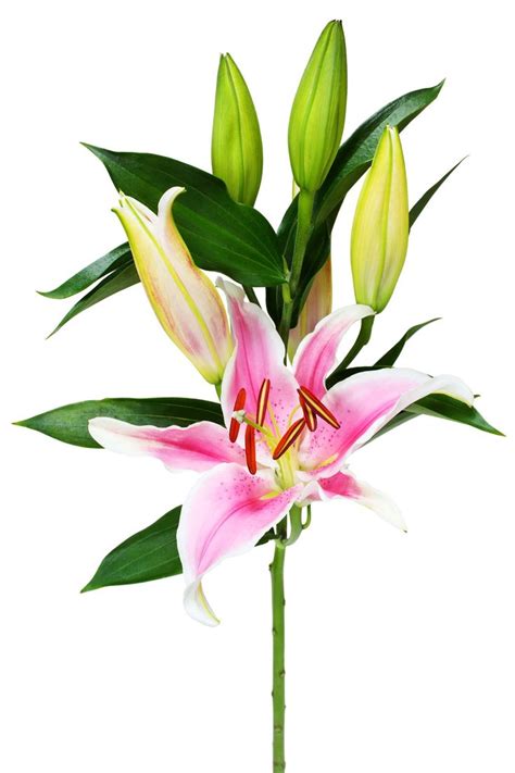 Meanings of Stargazer Lilies: What These Brilliant Flowers Symbolize - Gardenerdy | Stargazer ...