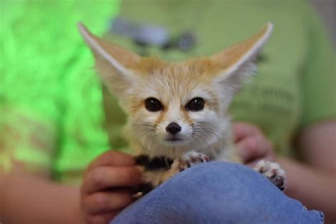 Outreach programs brings fennec fox into Animal Behavior classroom – GCAAtoday