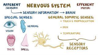 Afferent and Efferent Neurons: What Are They, Structure, and More | Osmosis