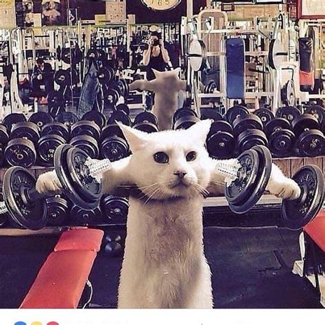 #fitness#gym#oujda#strasbourg #fitness#gym#oujda#strasbourg | Funny cat pictures, Funny animals ...