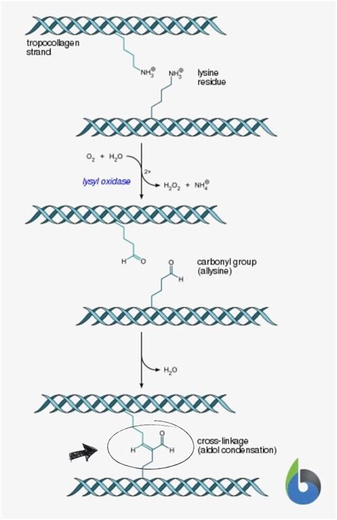 Cross-linking - Definition and Examples - Biology Online Dictionary