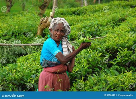 Tea Worker at the Plantation Editorial Stock Photo - Image of labourer ...