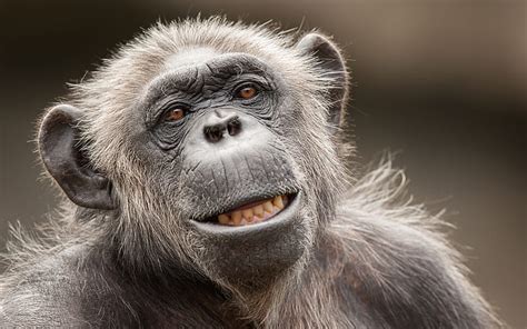 1366x768px | free download | HD wallpaper: Monkey Face HD, animals ...