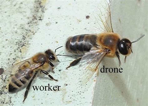 I've Got Hives!: Beehavior: The Drones