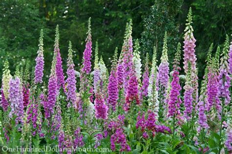 10 Shade Tolerant Perennials - One Hundred Dollars a Month