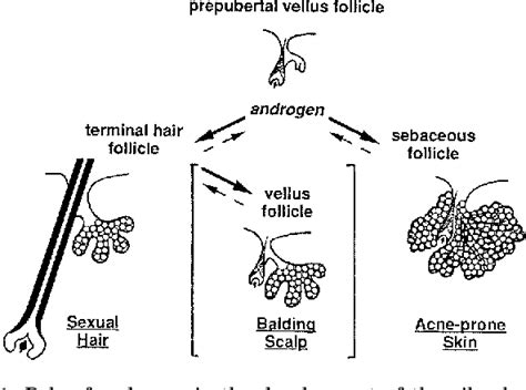 Figure 1 from Role of hormones in pilosebaceous unit development. | Semantic Scholar