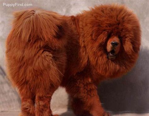 ITS SO FLUFFY (With images) | Tibetan mastiff, Mastiffs, Puppies for sale