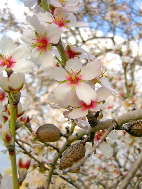 Blossom of almond tree — Stock Photo © membio #5248741