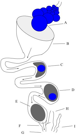 Bird anatomy - Wikipedia