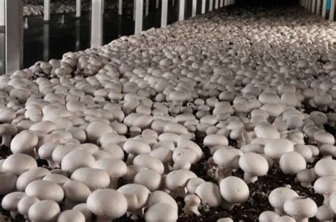 Mushroom Farming - Everything You Have to Know About it