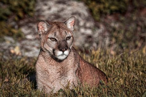 Major Mountain Lion Hunting and Trapping Fight Boils in Texas