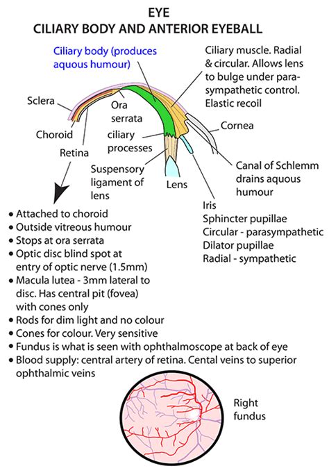 Anatomy Of The Ciliary Body - Anatomical Charts & Posters