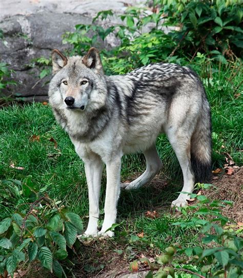 Wolf Hybrids: The Best of Both Worlds…or Not? – Dr. Sophia Yin