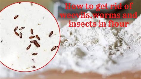 How to get rid of worms, weevils and insects in flour - YouTube