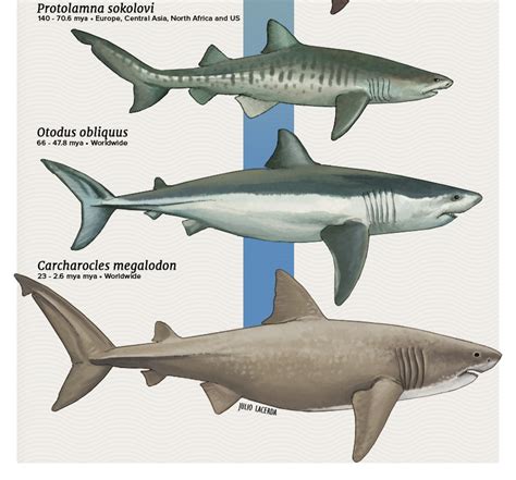 Julio Lacerda • Evolution Series: Shark Shenanigans Shark fossils...