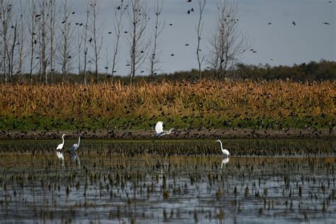 Broad support cited for expanding Michigan wetlands | Bridge Michigan