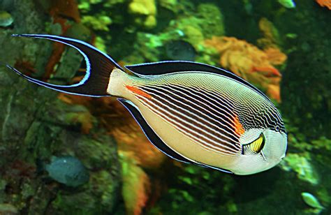 Red Sea Fish Photograph by Alessandro Matarazzo