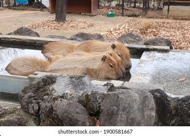 Capybara Hot Spring Stock Photo 1900581667 | Shutterstock