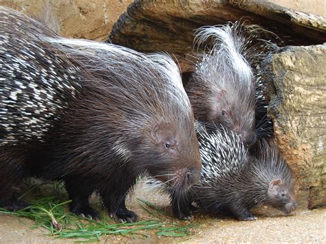 African Crested Porcupine | Alexandria Zoo