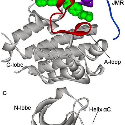 Chemical structure of imatinib and its binding modes to c-Kit and Abl ...