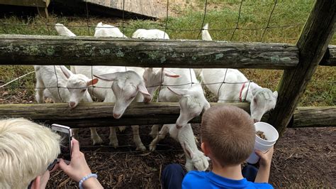 All About Agritourism: Get Educated at One of These Carolina Farms ...