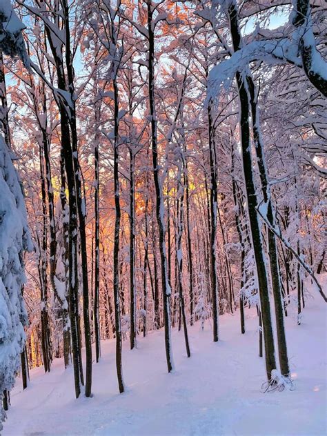 VERTICAL: Scenic Golden Light Gently Illuminates Forest Covered in Fresh Snow. Stock Image ...