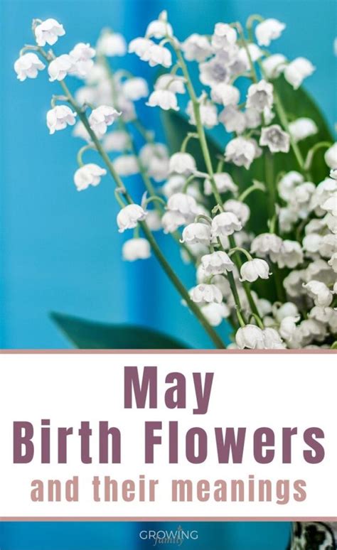 May birth flower: Lily of the Valley & Hawthorn - Growing Family