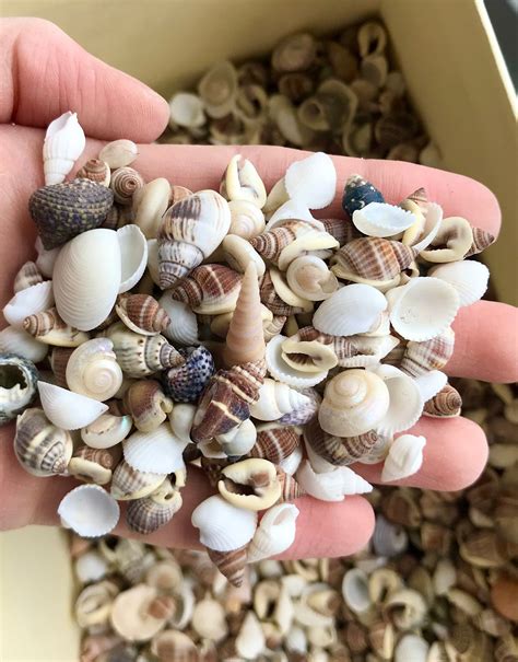 100 SMALL SEASHELLS Mini Sea Shells Craft Wedding Beach | Etsy