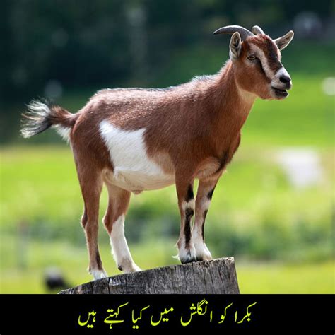 bakra ko english me kya kehte hain, billy goat meaning in urdu, male ...