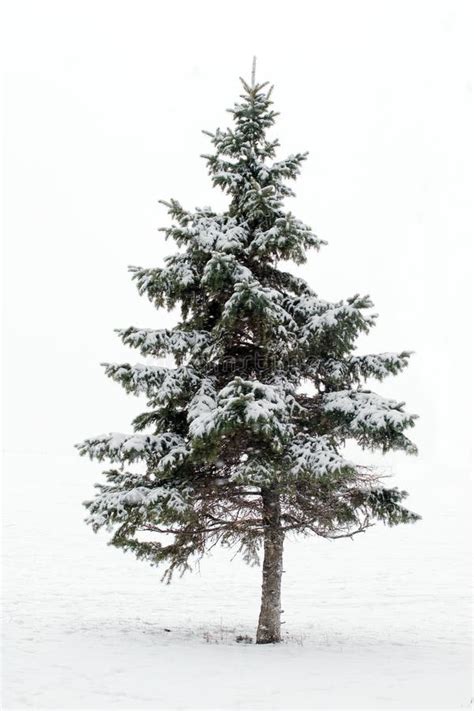 Pine Tree In Winter Stock Photos - Image: 372433