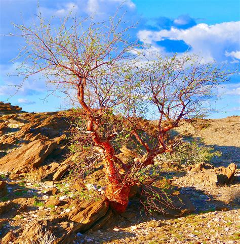 Namib Desert, Namibia | Evergreen plants, French garden landscaping ...