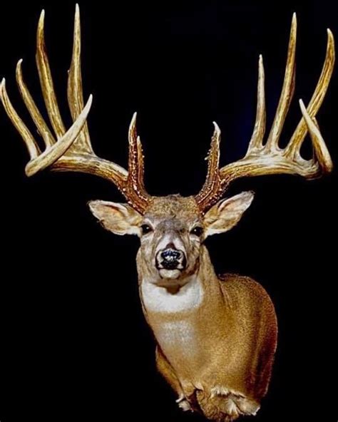 The biggest typical whitetail ever ?? - Deer Hunting - Hunting New York ...