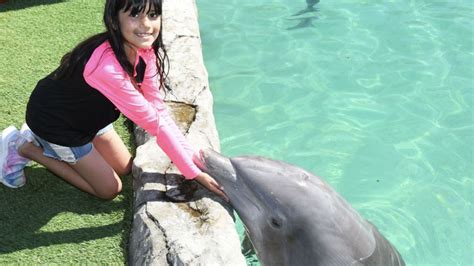 Dolphin Encounter at Miami Seaquarium