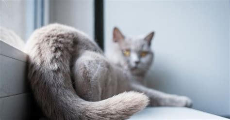 Cat Tail Injuries: What You Need To Know | PetGuide