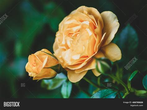 Yellow Garden Rose Image & Photo (Free Trial) | Bigstock