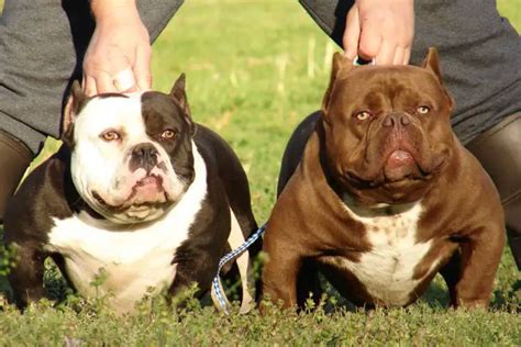 American Bully Pocket: 5 Interesting Facts ⋆ American Bully Daily