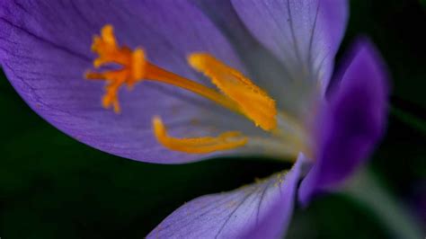 Saffron-An Exotic Spice Grown in France - Nancy Conway