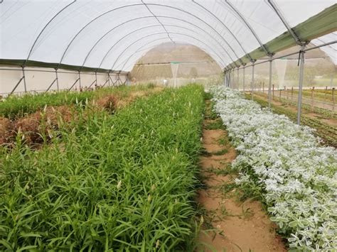 The Dahlias of Adene's Farm Flowers in Wolseley (2021-01-03) - Craig ...