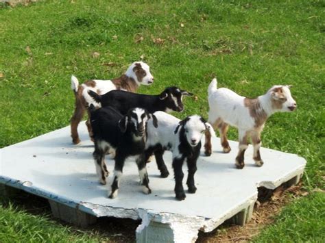 The Fainting Goats Syndrome, Kittens, Festival and Pet Goats on Sale | Dogs, Cats, Pets