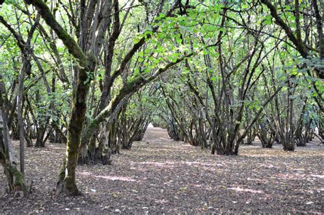 Hazelnut Orchard stock image. Image of leaves, oregon - 22181421