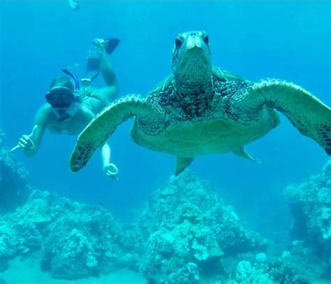 Snorkeling with sea turtles in Turtle Town, Maui | Snorkeling in Hawaii | Maui snorkeling ...