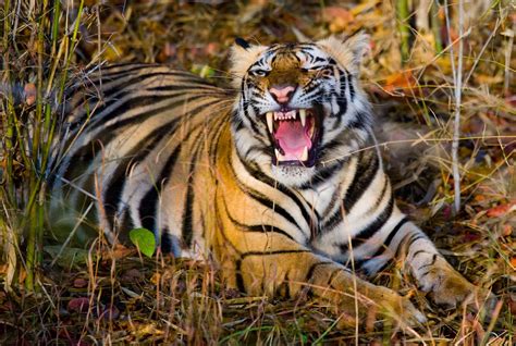 The World's Largest Tiger Statue Is Right Here In The United States - A ...