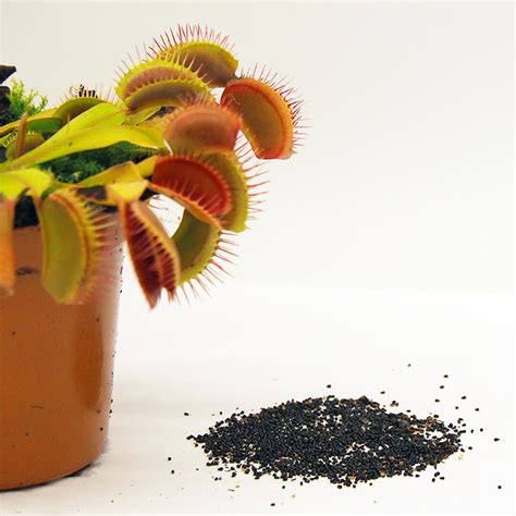 Bulk Venus Flytrap Seed Wholesale | South West Carnivorous Plants