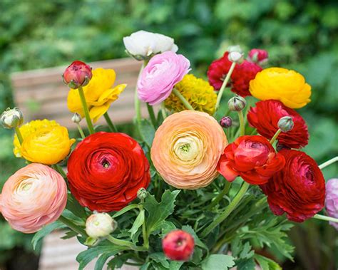 Ranunculi! All About Growing Ranunculus Bulbs - Farmer Gracy's Blog