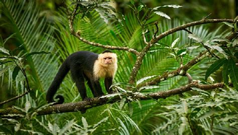 Capuchin Monkey Breeds, Facts, Weight, Size, Diet and All Information A-Z