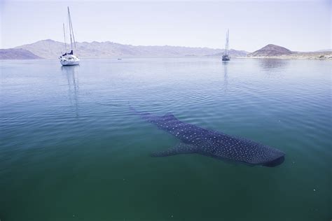 Swimming with Whale Sharks - Escapadas