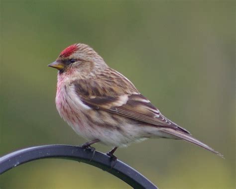 Lesser Redpoll - BirdWatch Ireland